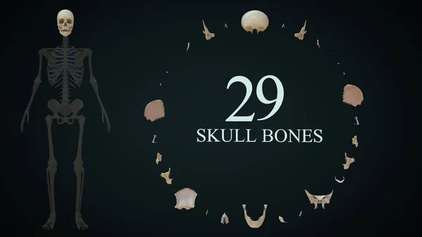 Total Skull Bones Explained Human Skeletal System — Stock Photo, Image