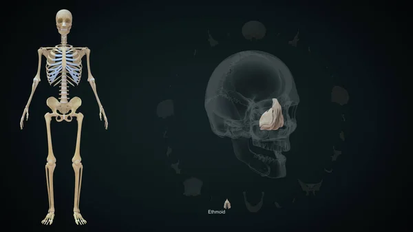 Ethmoid bone in human skull.3d illustration
