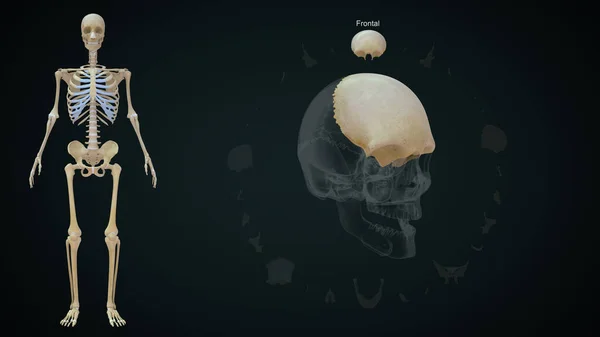 Frontal bone in human skull.3d illustration