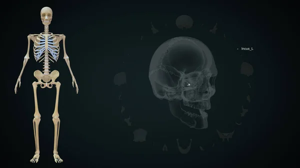 Інсу Ліва Кістка Черепі Людини Ілюстрація — стокове фото