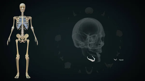 Ilustração Osso Hioide Anatomia Crânio — Fotografia de Stock