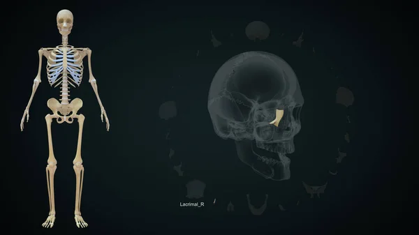 Osso Destro Lacrimale Nell Anatomia Del Cranio Umano Illustrazione — Foto Stock