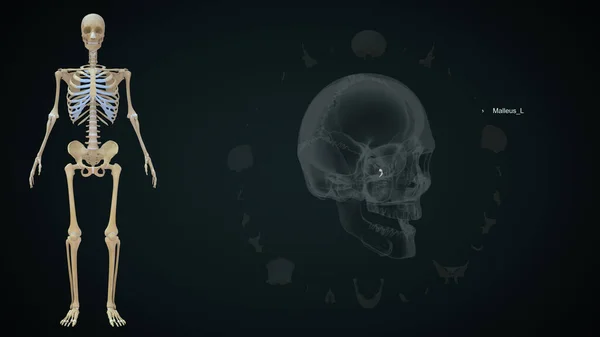 Malleus Left Bone Human Skull Illustration — Stock Photo, Image
