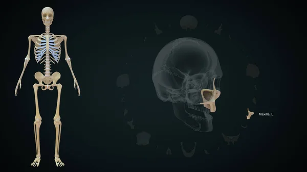 Maxilla Αριστερό Οστό Στο Ανθρώπινο Skull Εικόνα — Φωτογραφία Αρχείου
