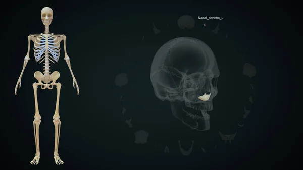 Concha Nasal Hueso Izquierdo Cráneo Humano Ilustración —  Fotos de Stock