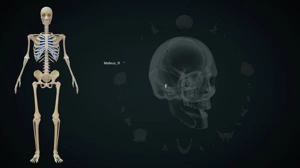 Malleus Right Bone Human Skull Illustration — Stock Photo, Image