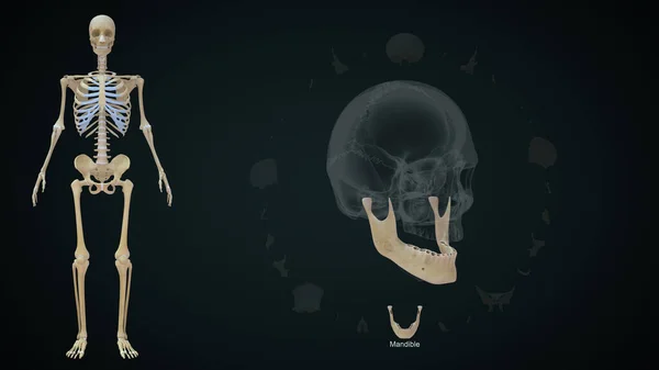 人类头骨中的下颌骨 — 图库照片