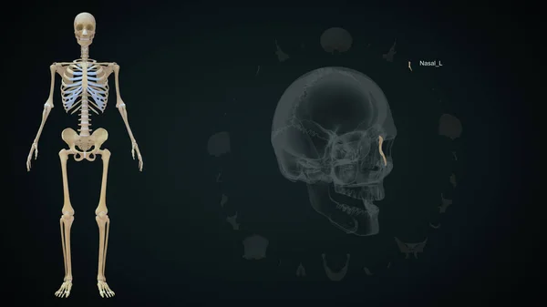 Назальна Ліва Кістка Черепі Людини Ілюстрація — стокове фото