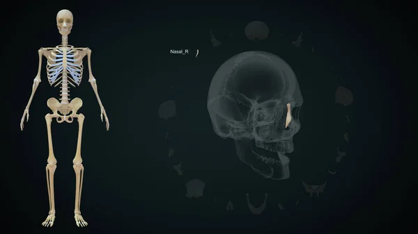 人間の頭蓋骨の右骨 3Dイラスト — ストック写真