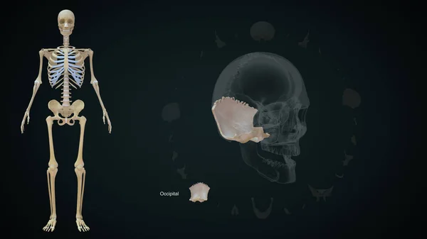 Occipital bone in human skull.3d illustration