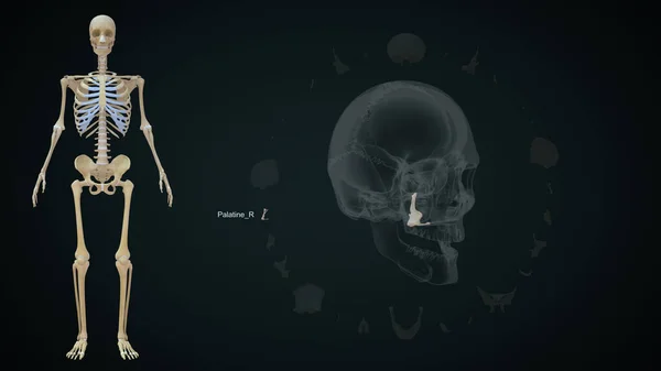 Palatino Osso Destro Nel Cranio Umano Illustrazione — Foto Stock