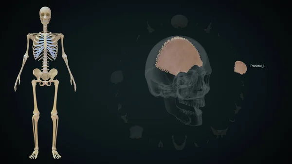 Skull 삽화에 두정엽 — 스톡 사진