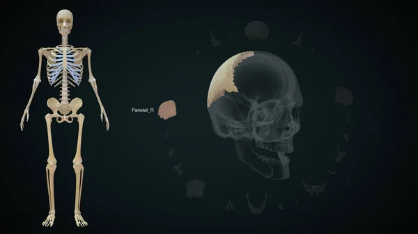 人类颅骨解剖中的顶骨右骨 — 图库照片