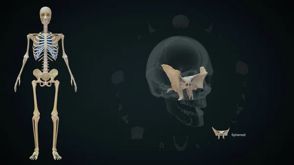 Sphenoid Οστών Στο Ανθρώπινο Skull Εικόνα — Φωτογραφία Αρχείου