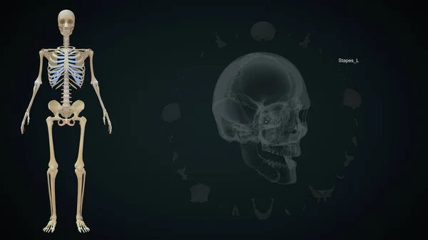 Stapes Αριστερό Οστό Στο Ανθρώπινο Skull Εικόνα — Φωτογραφία Αρχείου