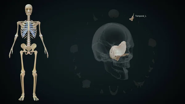 人間の頭蓋骨の中の左骨 3Dイラスト — ストック写真