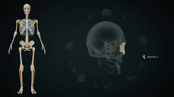 骷髅中的左胫骨 3D插图 — 图库照片