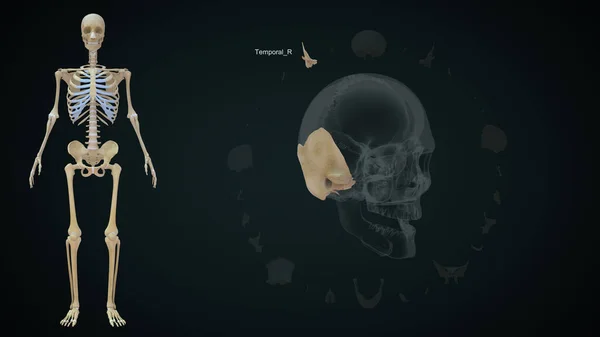 Temporal Right bone in skull.3d illustration