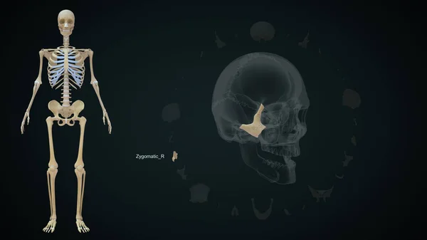 Zygomatic Right bone in skull.3d illustration