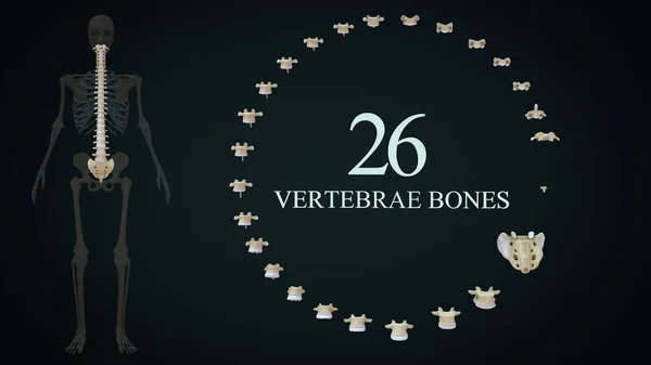 Ossos Vertebrais Esqueleto Humano System Ilustração — Fotografia de Stock
