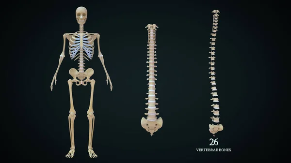 3Dイラスト 人間の骨格系の椎骨 — ストック写真