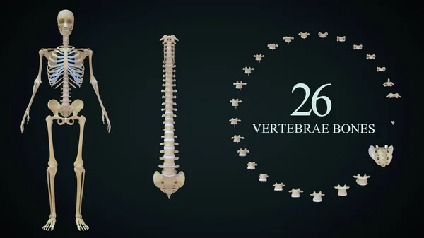 26 Vertebrae bones in human skeletal System.3d illustration