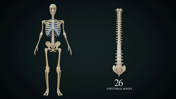 Ossos Vértebras Totais Isolados Fundo Verde Ilustração — Fotografia de Stock