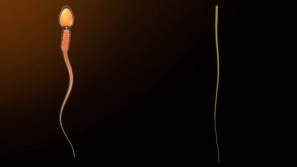 Ілюстрація Осьових Волокон Спермі Ілюстрації — стокове фото