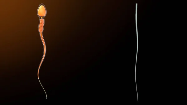 Осьова Нитка Анатомії Сперми Ілюстрація — стокове фото