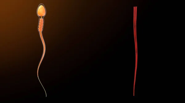 Hustá Vnější Vlákna Anatomii Spermií Ilustrace — Stock fotografie