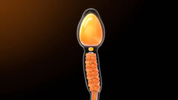 頭と体の中で精子ズーム 3Dイラスト — ストック写真