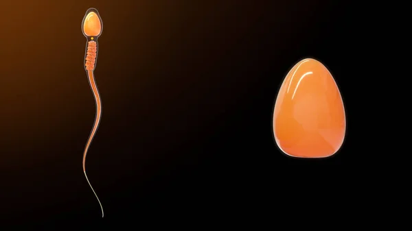 Nucleus Sperm Anatomy Illustration — Stock Photo, Image
