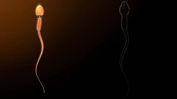 Sperm 삽화에 나오는 플라스마 — 스톡 사진