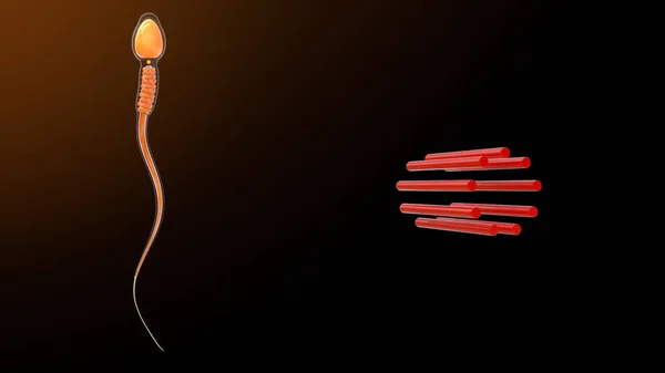 Fibres Centrioles Proximales Dans Sperme Illustration — Photo