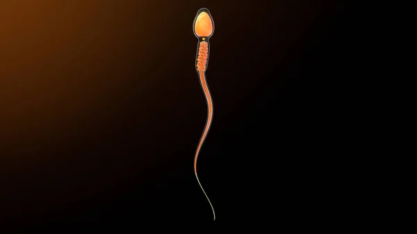 Esperma Humano Isolado Fundo Ilustração — Fotografia de Stock