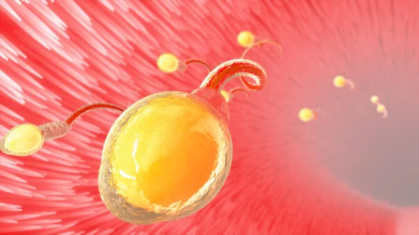 Illustration Spermier Äggledare Före Ägglossning — Stockfoto