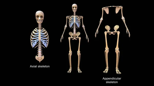 Illustration Axiellt Skelett Och Appendikulärt Skelett — Stockfoto