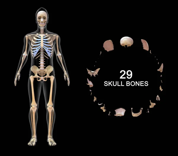 Axial Skeleton Appendicular Skeleton — 스톡 사진