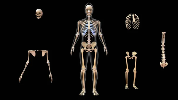 Ilustración Esqueleto Axial Esqueleto Apendicular —  Fotos de Stock