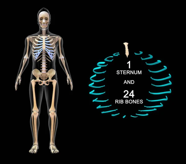 Illustration Axial Skeleton Appendicular Skeleton — Stock Photo, Image