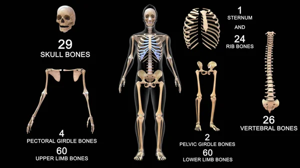 人間の骨格系解剖学総骨 3Dイラスト — ストック写真