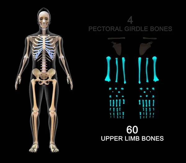 Ilustração Esqueleto Axial Esqueleto Apendicular — Fotografia de Stock