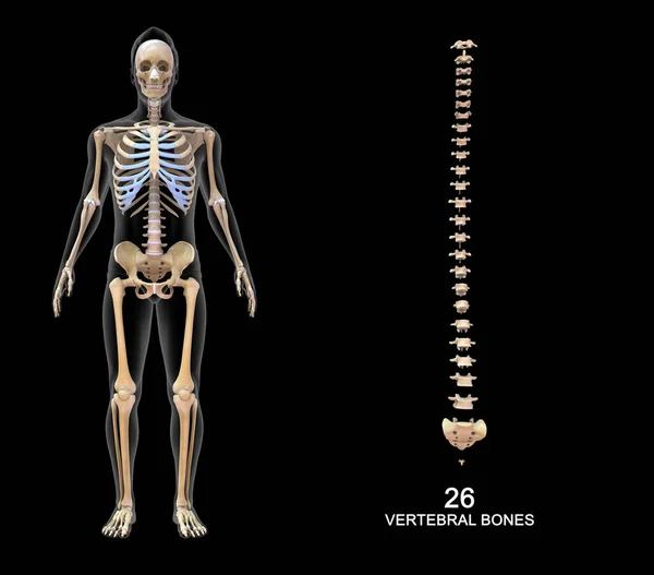 軸骨格と付属骨格の3Dイラスト — ストック写真