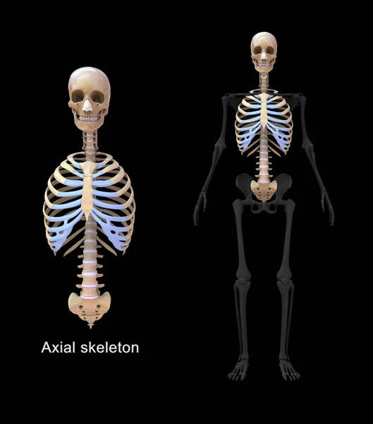轴骨和附属骨的三维图解 — 图库照片