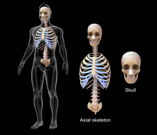 Ilustración Esqueleto Axial Esqueleto Apendicular —  Fotos de Stock