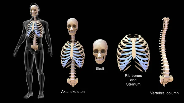 Иллюстрация Осевого Скелета Аппендикулярного Скелета — стоковое фото