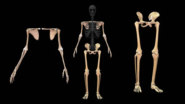 Illusztráció Axiális Csontváz Függelékcsontváz — Stock Fotó
