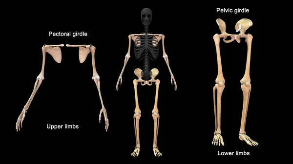 Иллюстрация Осевого Скелета Аппендикулярного Скелета — стоковое фото