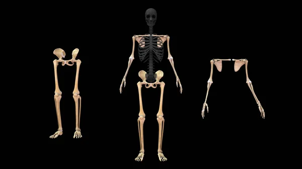 Ilustracja Szkieletu Osiowego Szkieletu Dodatku — Zdjęcie stockowe