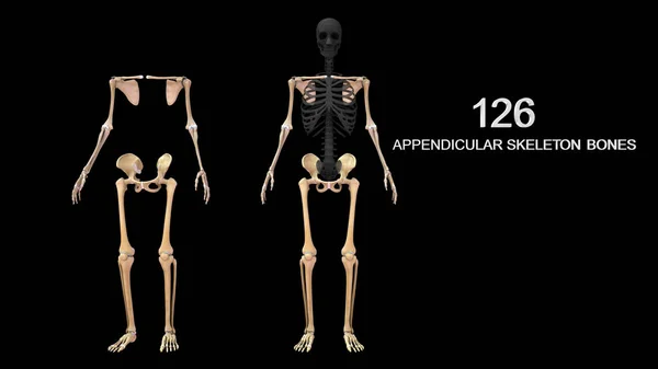 Ілюстрація Осьового Скелета Апендикулярного Скелета — стокове фото